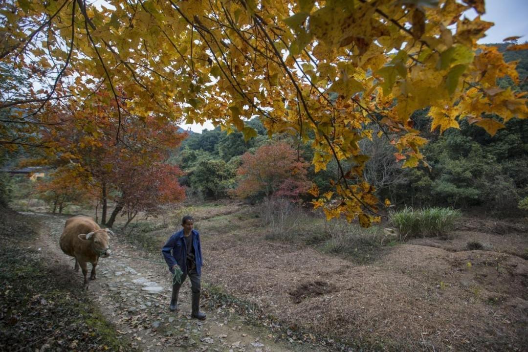 路桥区桐屿凉溪古道：藏于浙东南的千年驿道秘境(图6)