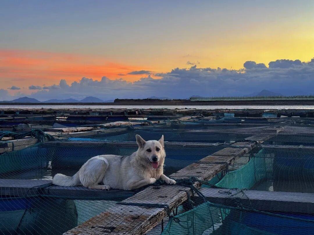 温岭坞根东门头村:蓝海褶皱里的“渔火影视叙事场”(图3) 温岭坞根东门头村:蓝海褶皱里的“渔火影视叙事场”(图3)