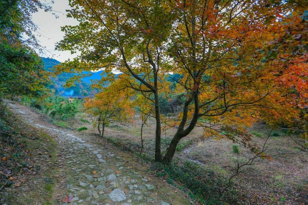 桐屿深处藏古道，凉溪幽径入镜来：台州影视外景新视