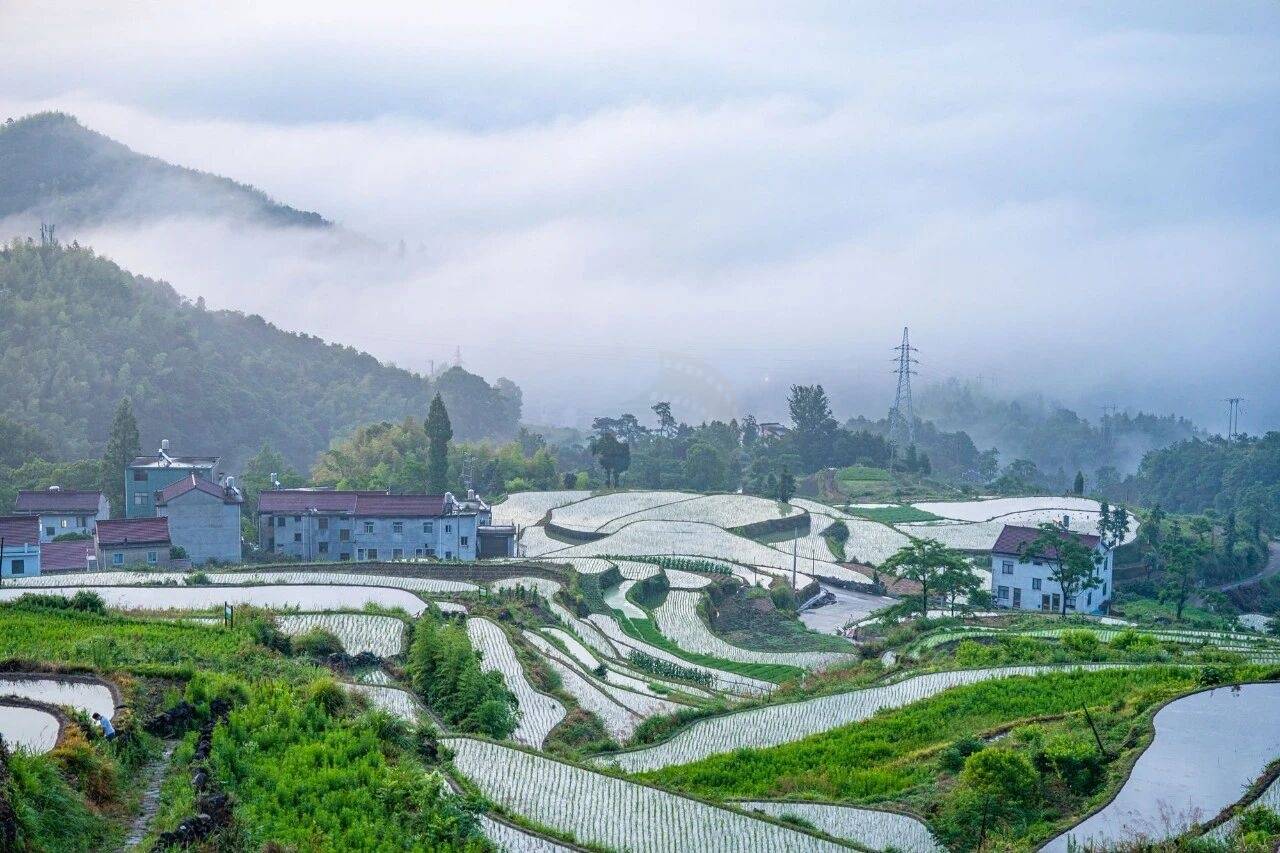 天台南屏莲花梯田：层叠绿浪里的农耕诗画 (图2)