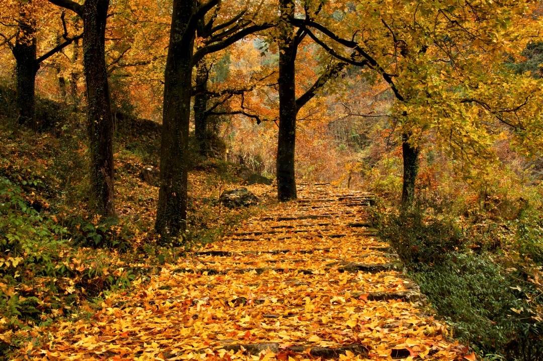 天台南黄古道：千年商贸道上的枫火传奇 —— 浙东