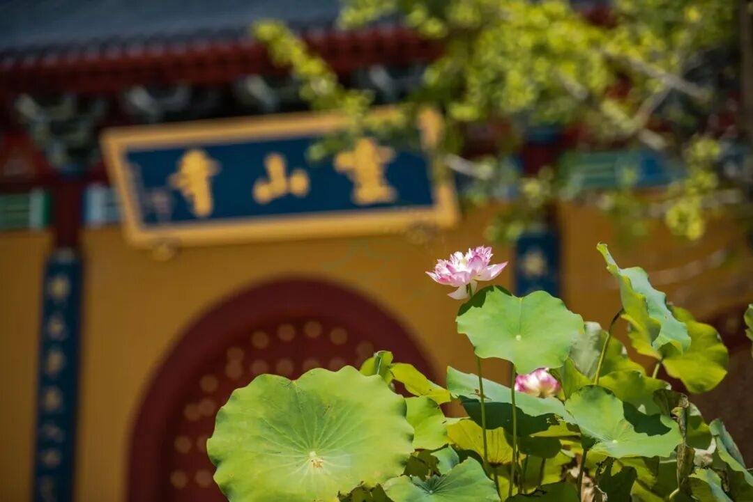 玉环楚门灵山寺：禅林古刹里的光影禅意与时空叙事(图1)