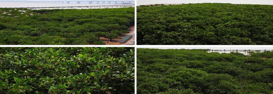 玉环海山乡红树林：潮汐里的生态影视湿地 ——藏在东海之滨的“绿色潮汐剧场”(图1)