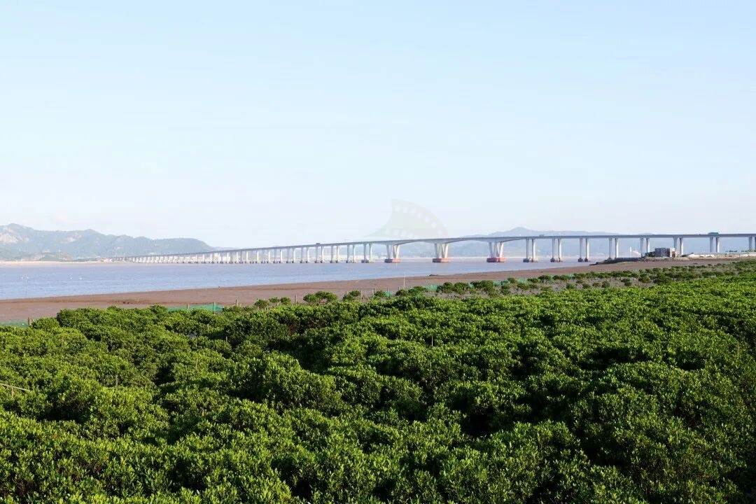 玉环海山乡红树林：潮汐里的生态影视湿地 ——藏在东海之滨的“绿色潮汐剧场”(图2)