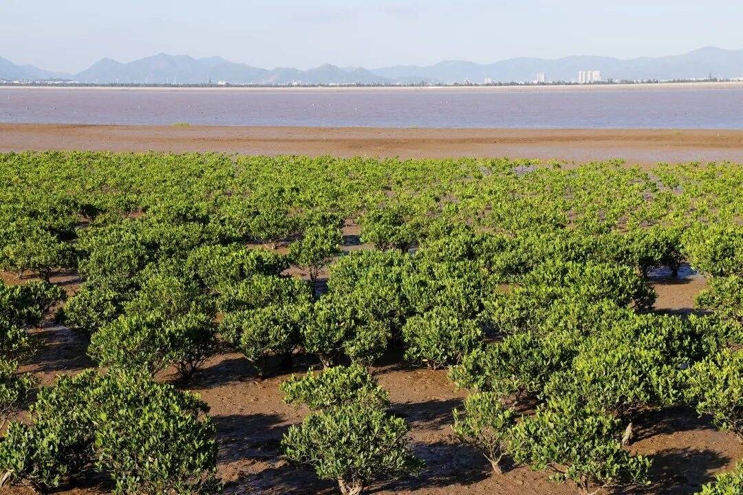 玉环海山乡红树林：潮汐里的生态影视湿地 ——藏在东海之滨的“绿色潮汐剧场”(图3)