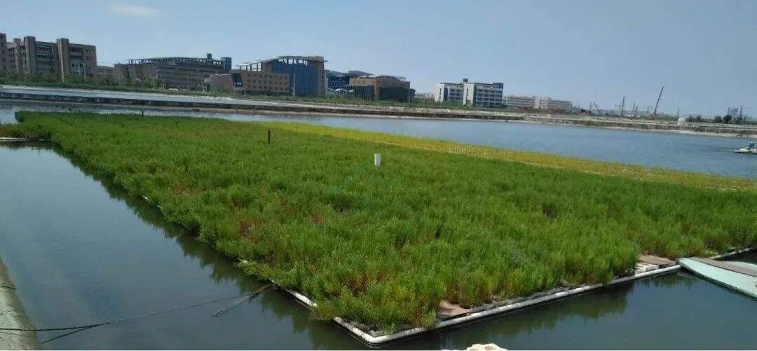 玉环海山乡红树林：潮汐里的生态影视湿地 ——藏在东海之滨的“绿色潮汐剧场”(图4)