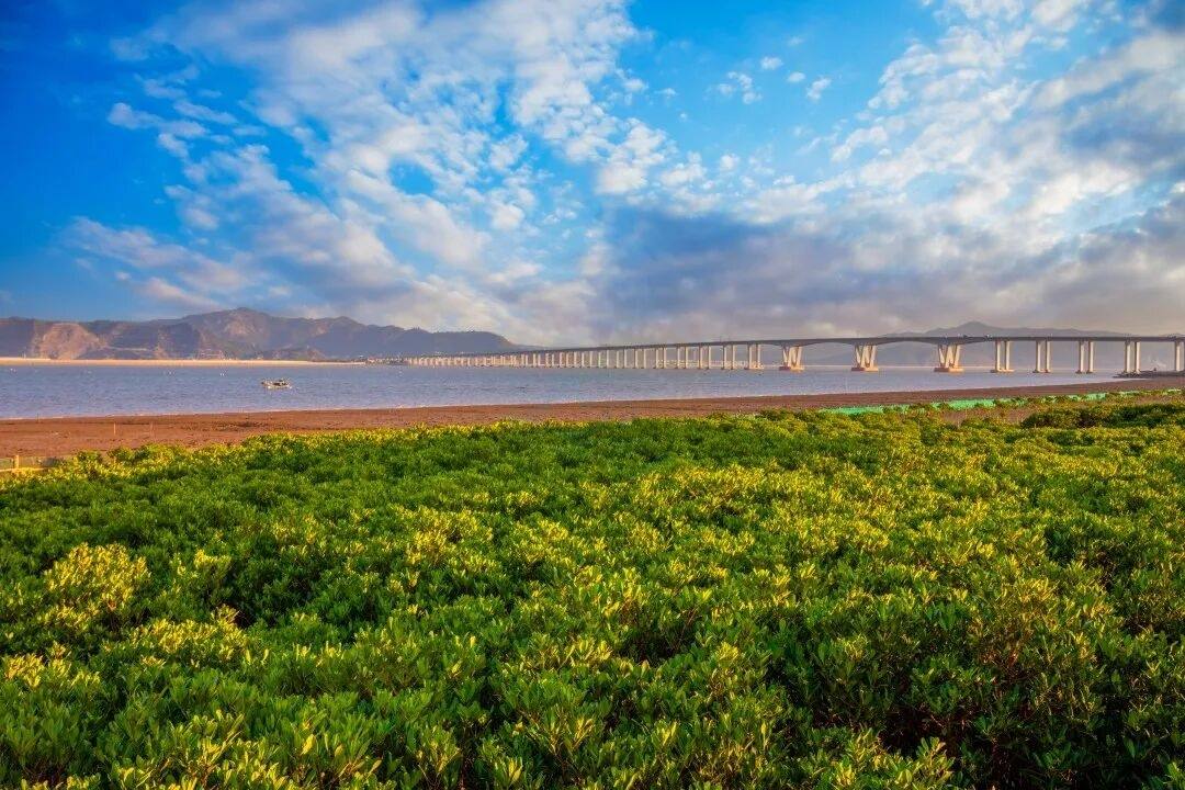 玉环海山乡红树林：潮汐里的生态影视湿地 ——藏在东海之滨的“绿色潮汐剧场”(图5)