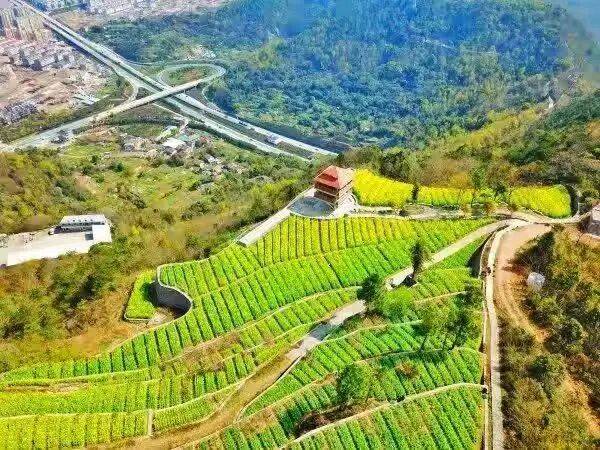 温岭太平街道藤岭：山海间的“野趣片场”