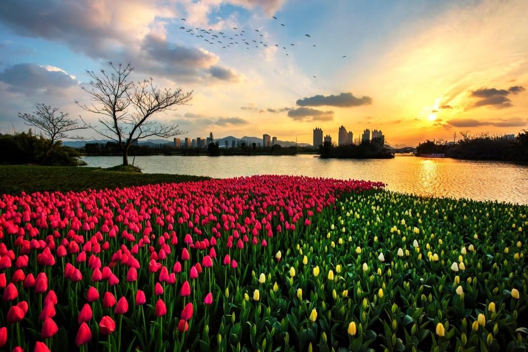 影视取景地｜九龙湖：把“都市绿洲”装进镜头里10