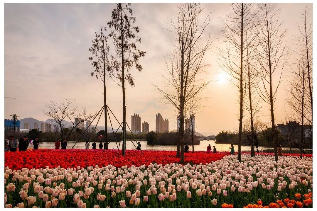 影视取景地｜九龙湖：把“都市绿洲”装进镜头里1000字解锁N种拍法(图3)