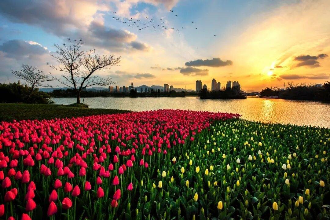 影视取景地｜九龙湖：把“都市绿洲”装进镜头里1000字解锁N种拍法(图5)