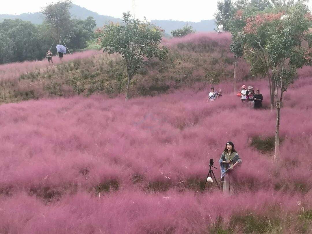 温岭石桥头温岭市植物园：山水褶皱里的“生态影视叙事场”(图1)