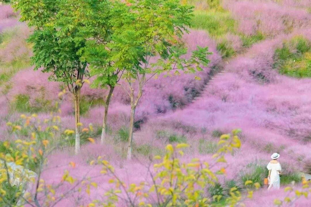 温岭石桥头温岭市植物园:山水褶皱里的“生态影视叙事场”(图2) 温岭石桥头温岭市植物园:山水褶皱里的“生态影视叙事场”(图2)