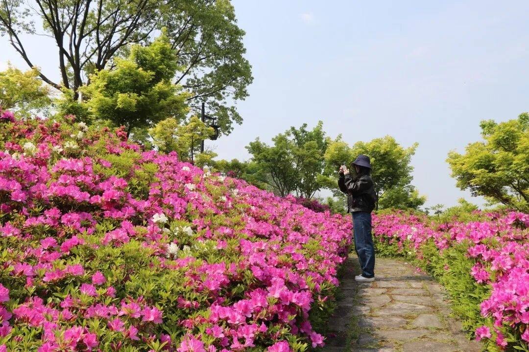 温岭石桥头温岭市植物园：山水褶皱里的“生态影视叙事场”(图5)