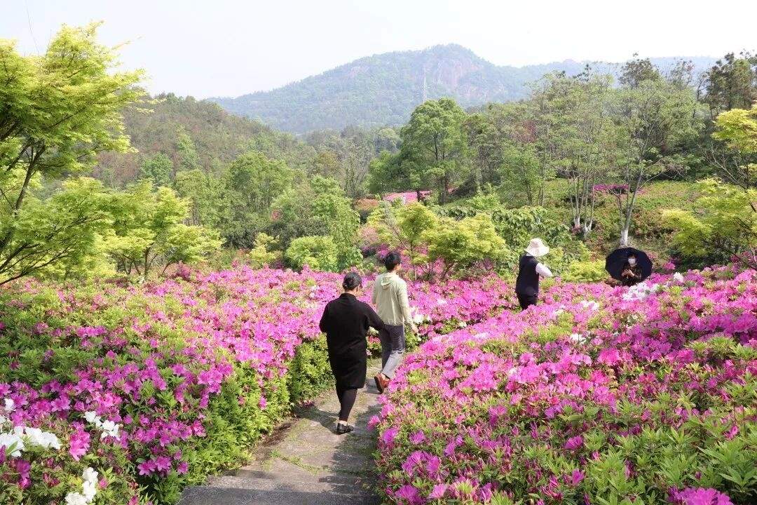 温岭石桥头温岭市植物园：山水褶皱里的“生态影视叙事场”(图6)