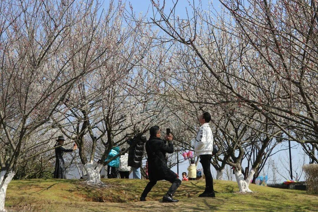 温岭石桥头温岭市植物园：山水褶皱里的“生态影视叙事场”(图7)