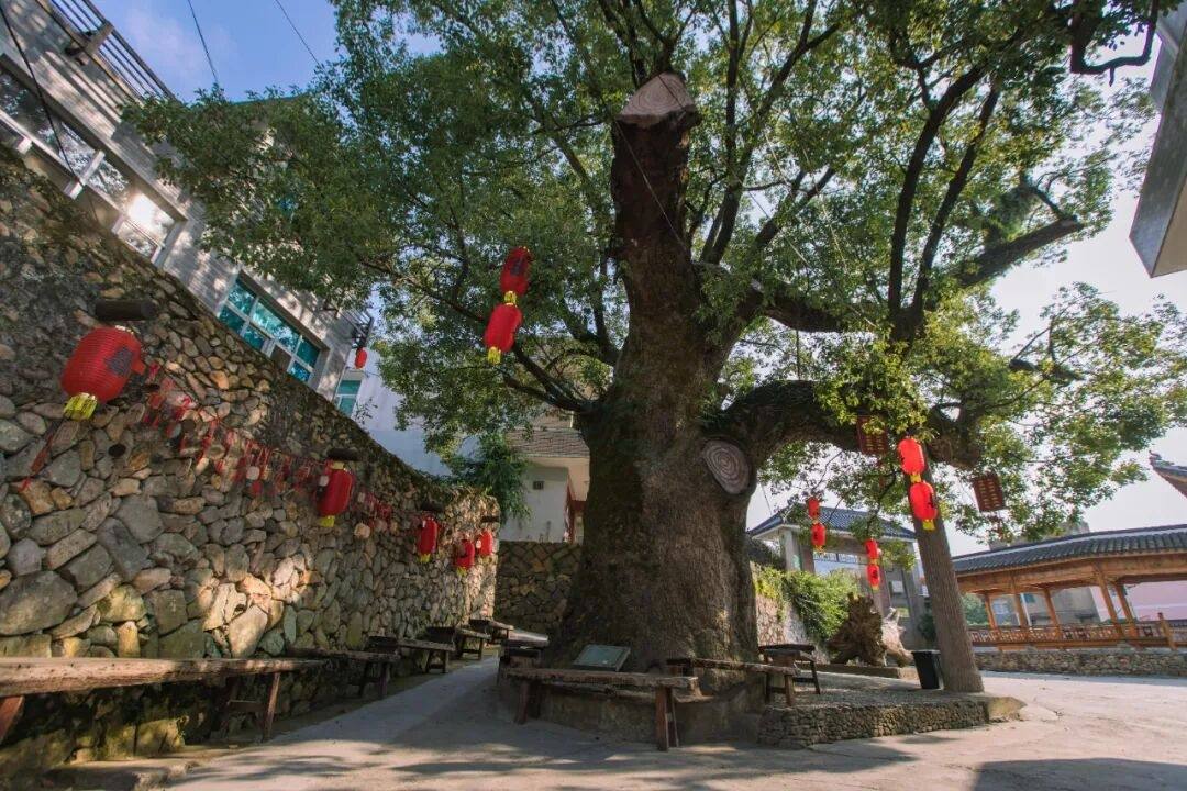 温岭坞根花溪村：山水褶皱里的“田园影视叙事场”(图3)