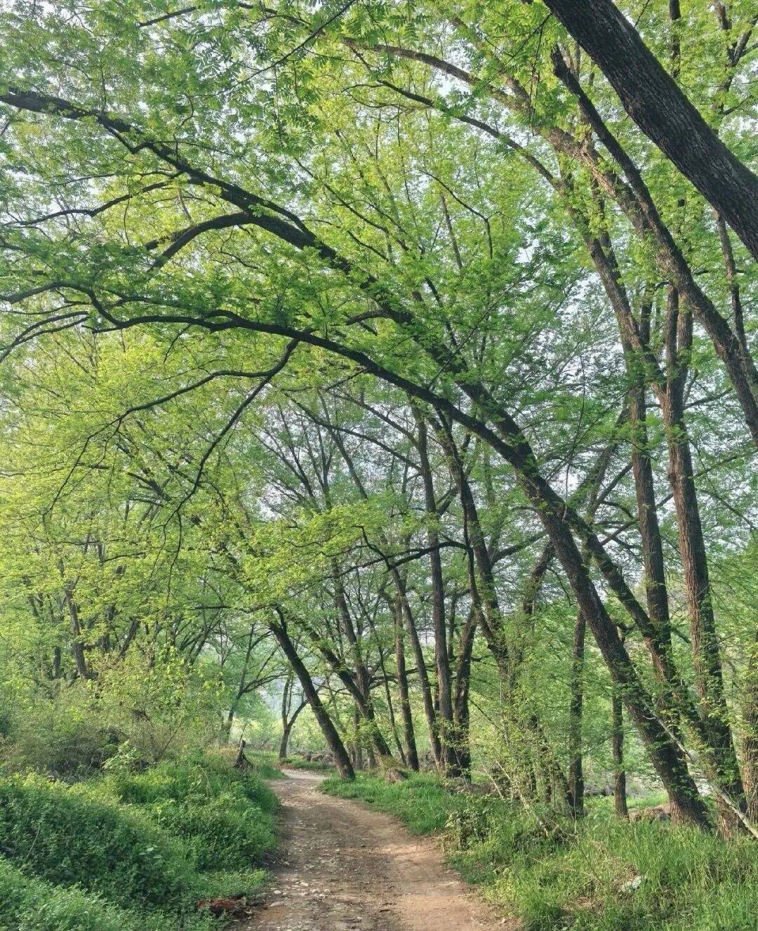 仙居清口园影视拍摄基地:原生态溪滩里的“天然摄影棚”(图4) 仙居清口园影视拍摄基地:原生态溪滩里的“天然摄影棚”(图4)