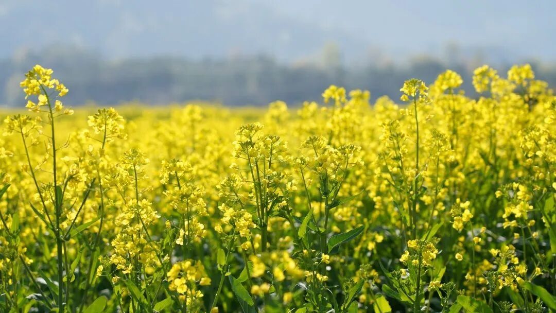 海亮教育仙居研学园,解锁影视“新农景”(图7) 海亮教育仙居研学园,解锁影视“新农景”(图7)