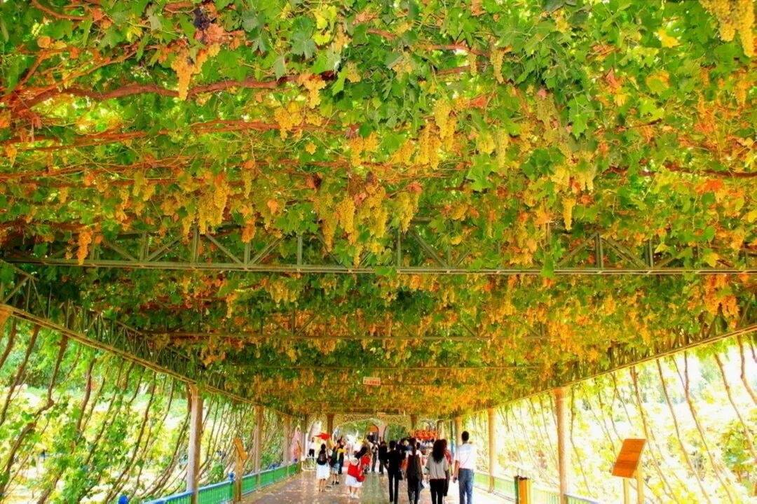 海亮教育仙居研学园,解锁影视“新农景”(图8) 海亮教育仙居研学园,解锁影视“新农景”(图8)