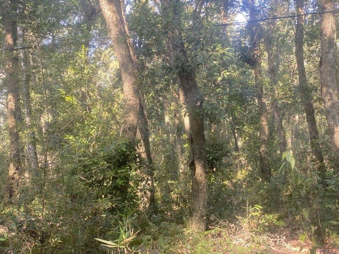 仙居石壁村下叶溪（朱溪港）：溪流肌理里的“田园叙事场”(图10)