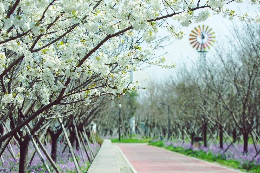 黄岩江北公园：都市里的自然诗画 四季流转的光影画布(图1)