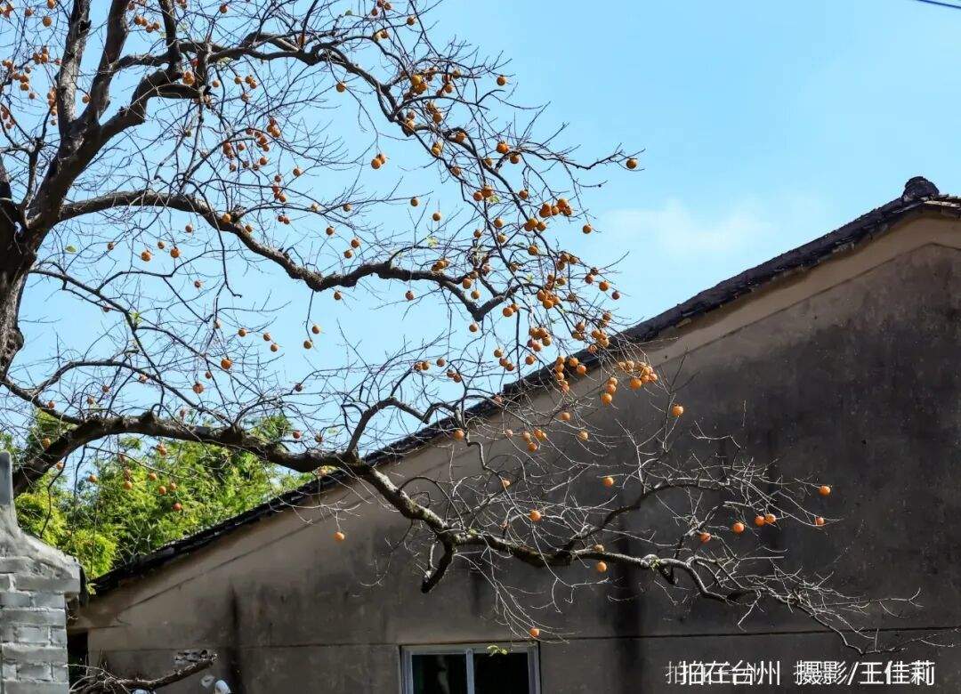 路桥区峰江街道白枫岙村如意柿界：路桥乡村田园影视取景的诗意之地；(图6)