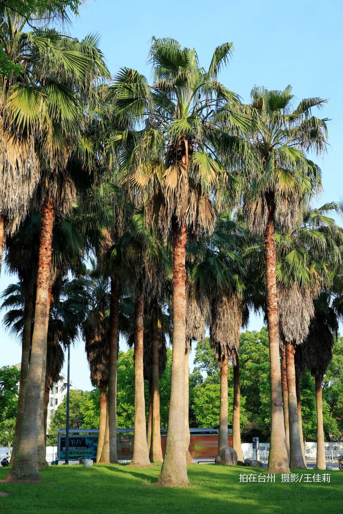 中央山路桥公园：台州生态人文双价值影视取景点位(图8)