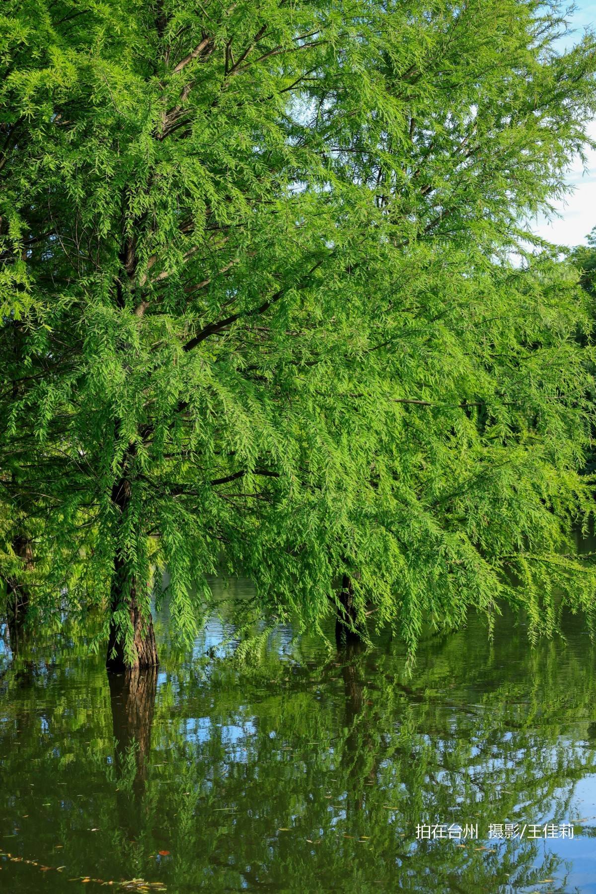 中央山路桥公园：台州生态人文双价值影视取景点位(图23)