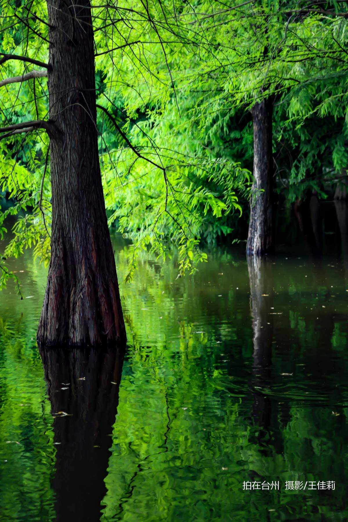 中央山路桥公园：台州生态人文双价值影视取景点位(图24)