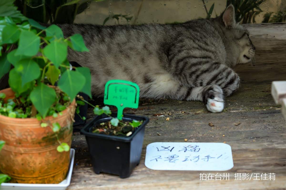 台州影视宝藏：路桥十里长街——千年商埠的影视画卷(图17)