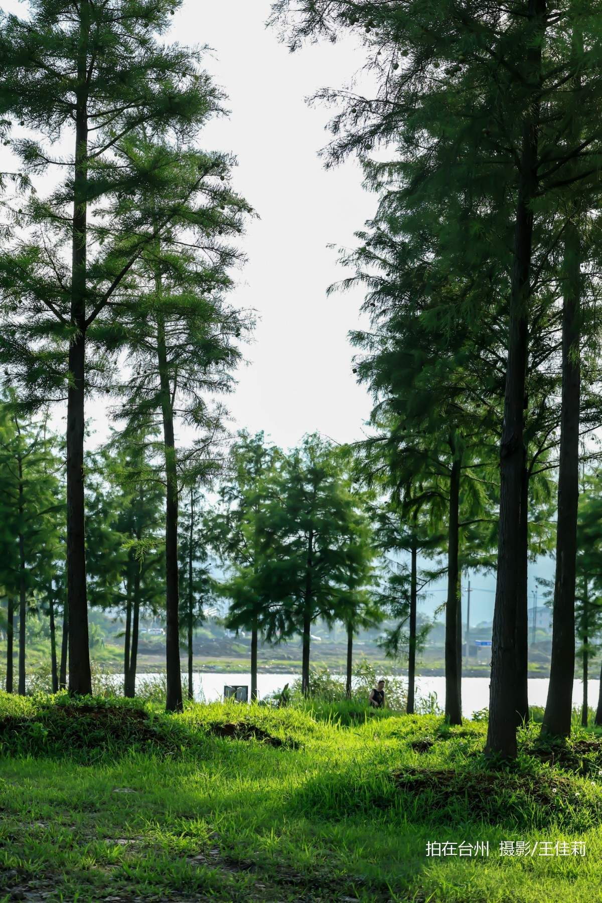 飞龙湖营地：台州自然户外影视拍摄的核心点位(图12)