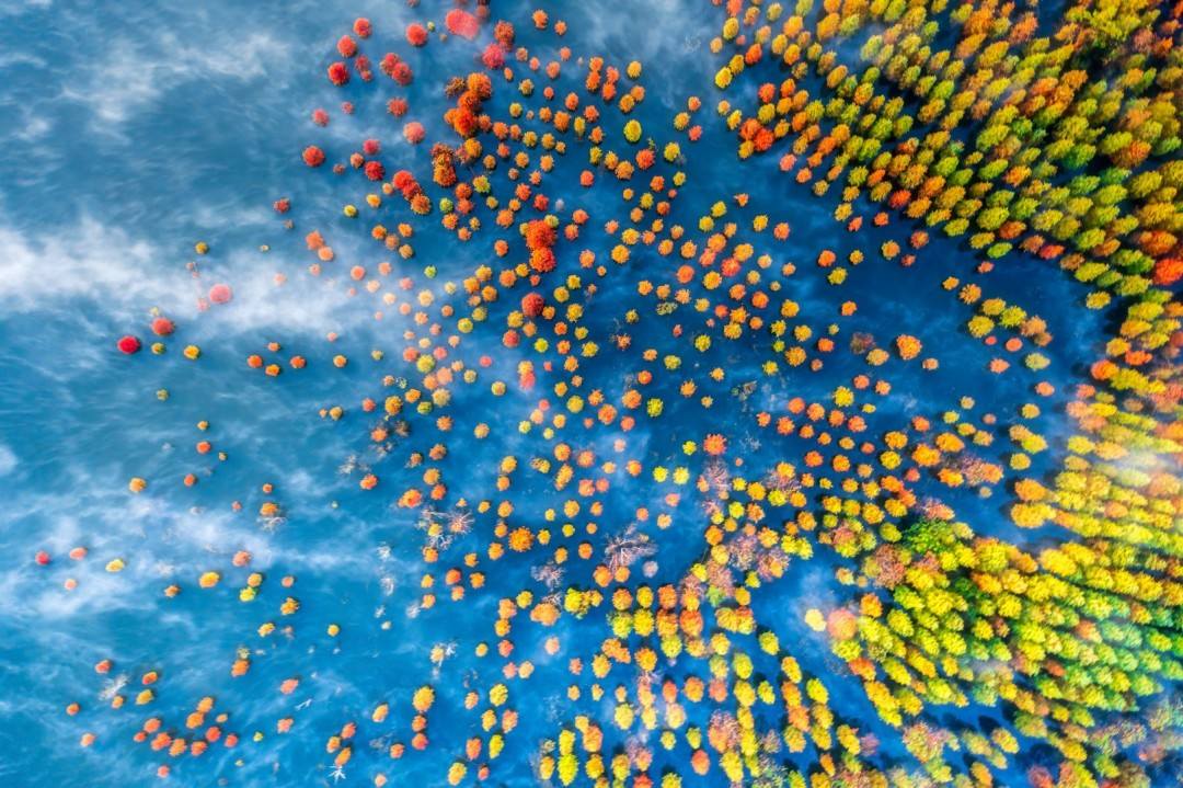 黄岩上垟乡（北洋镇）红杉林——水上森林的影视取景地治愈(图1)