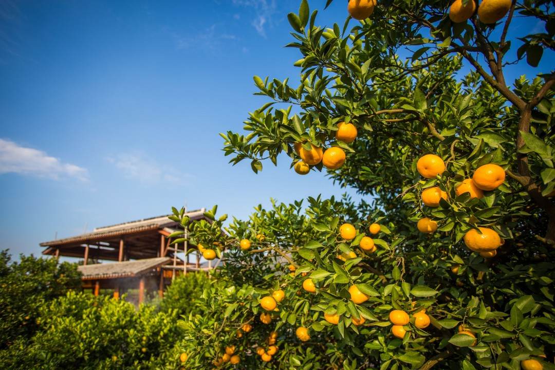 黄岩南城城市贡橘园(图3)