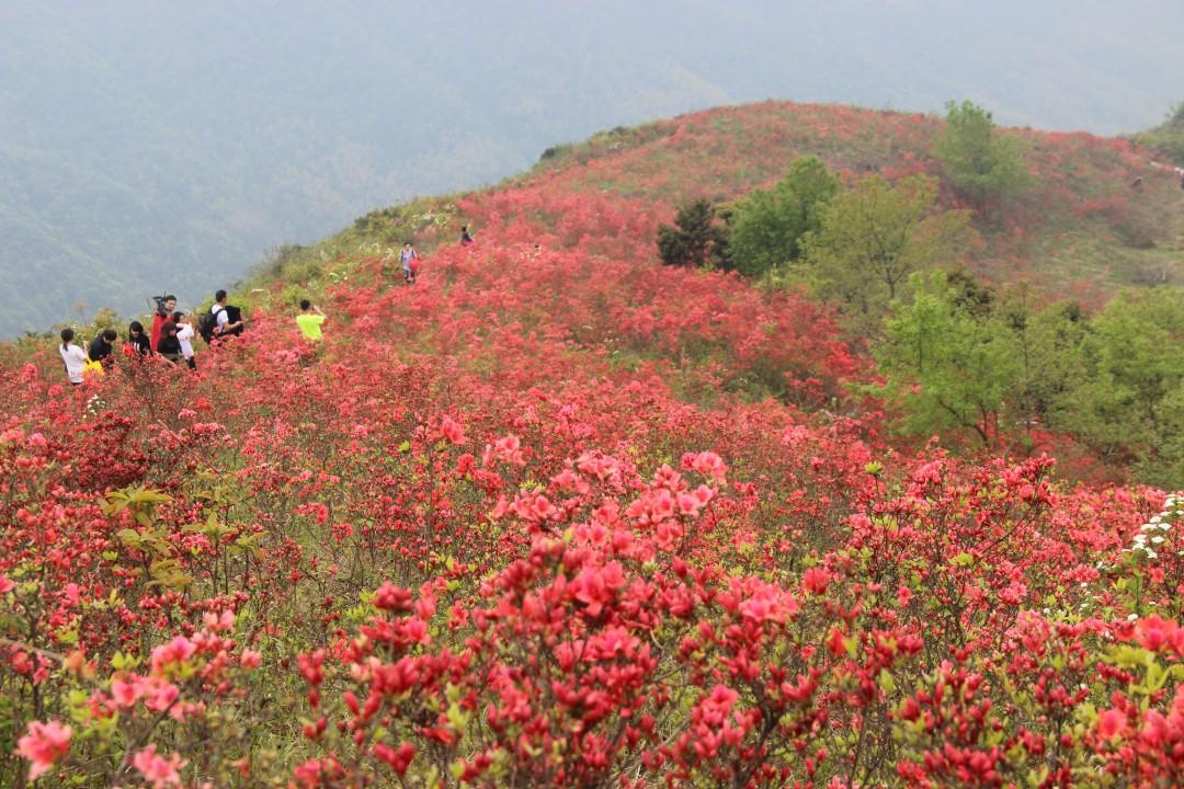 沙埠镇佛岭省级森林公园(图2)