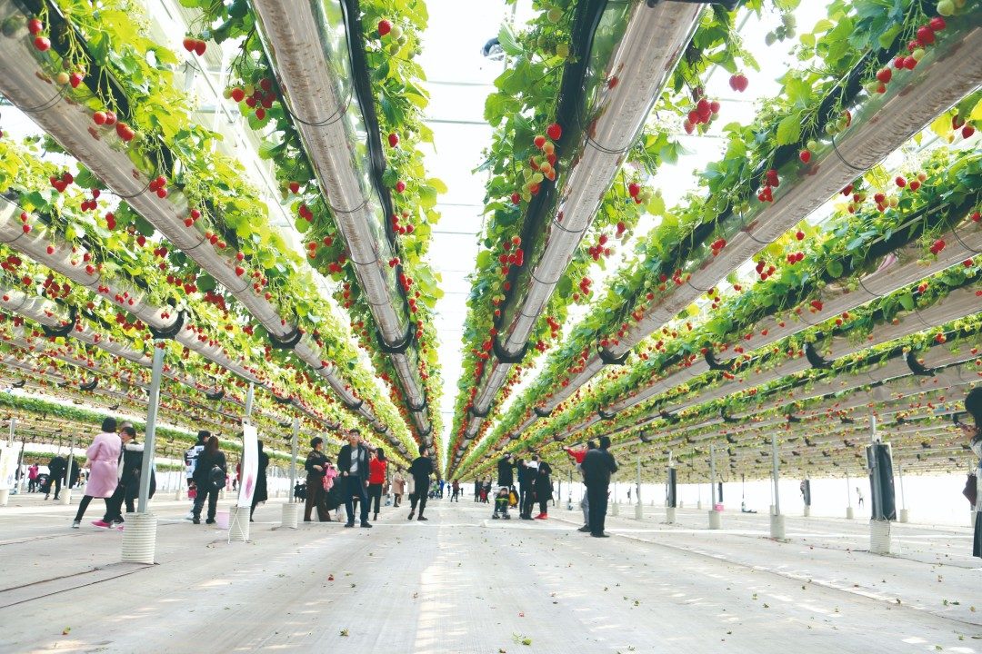 台州市黄岩北洋镇森野生态农庄(图4) 台州市黄岩北洋镇森野生态农庄(图4)