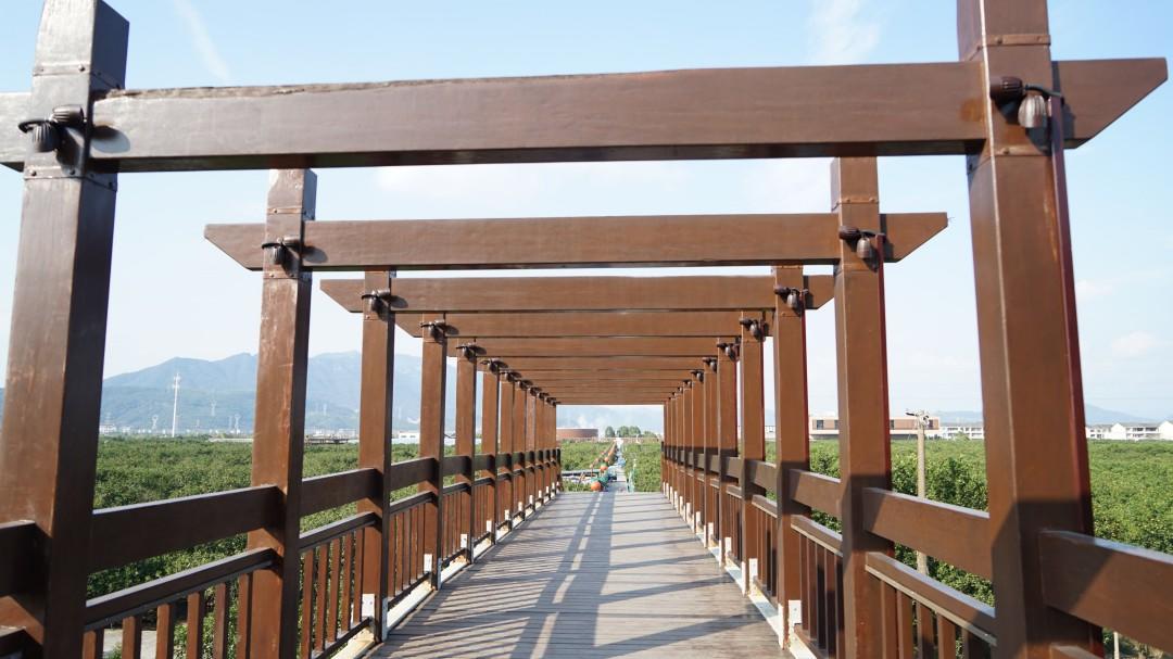 黄岩澄江街道中国柑橘博览园(图3)