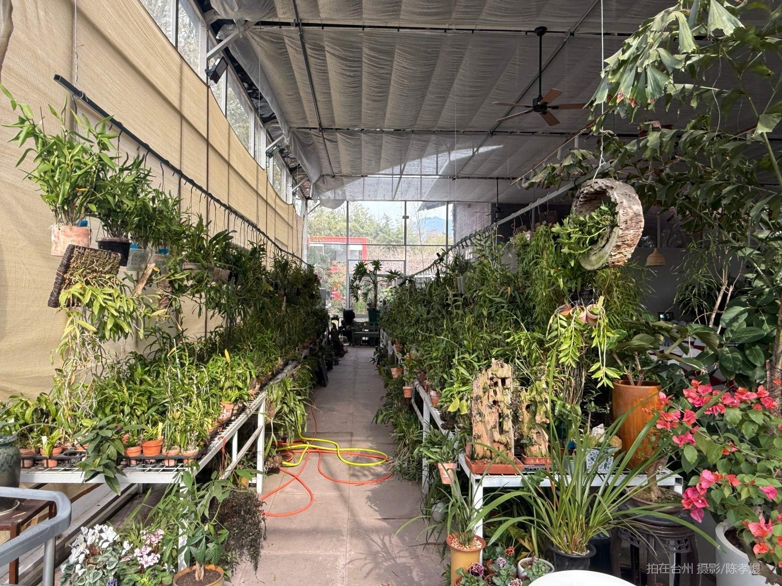 天台工人路梓园农庄(图34)