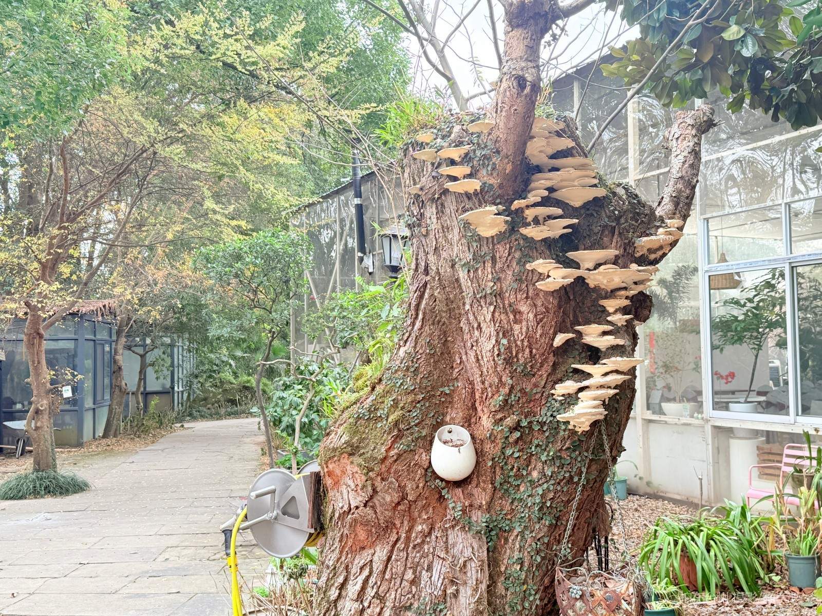 天台工人路梓园农庄(图4)