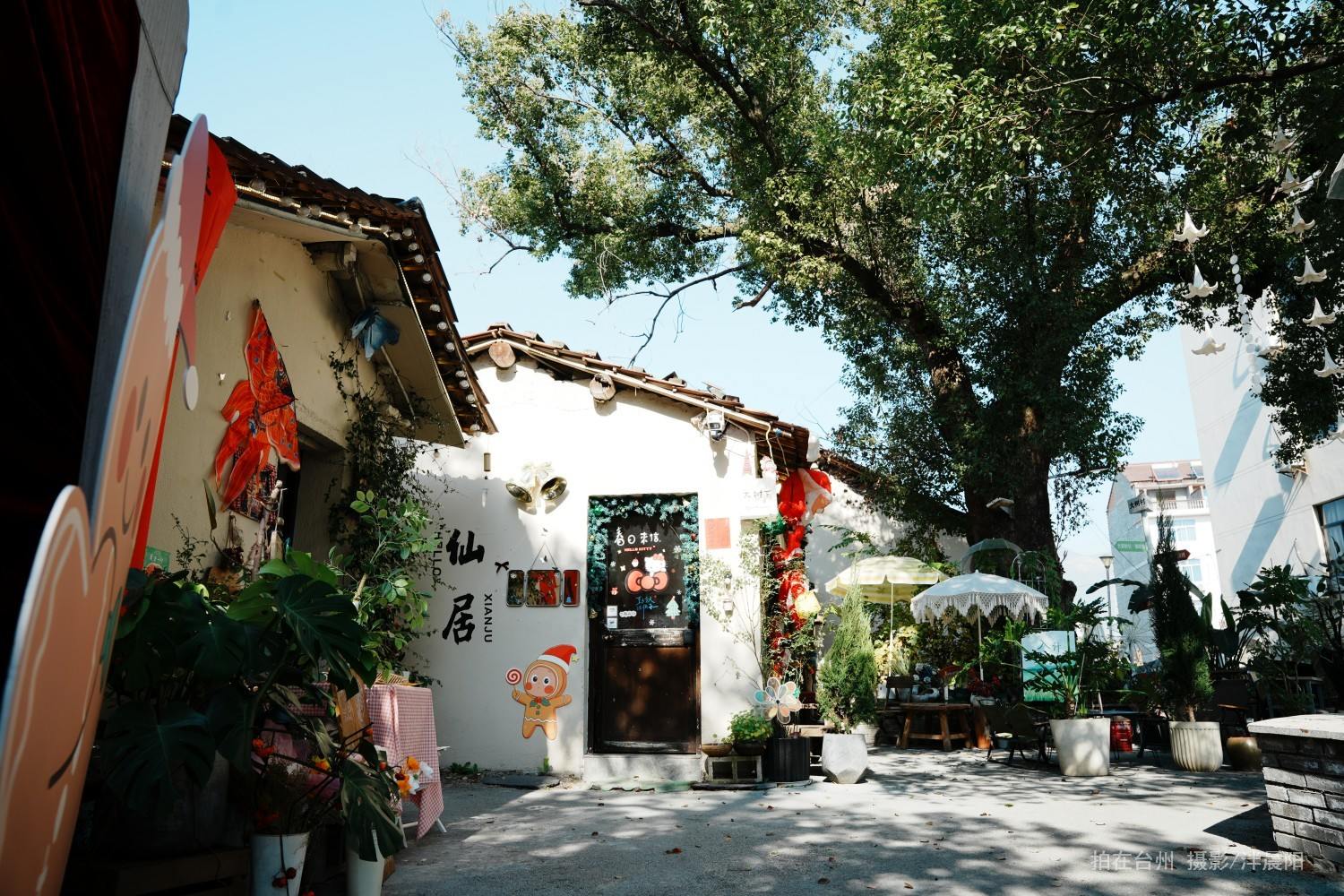 仙居县安州街道黄桥村58号大树下甜品店(图7)