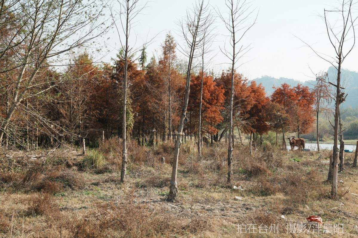 仙居石牛村 孤独的树(图21)