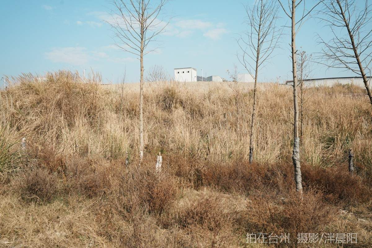 仙居石牛村 孤独的树(图23)