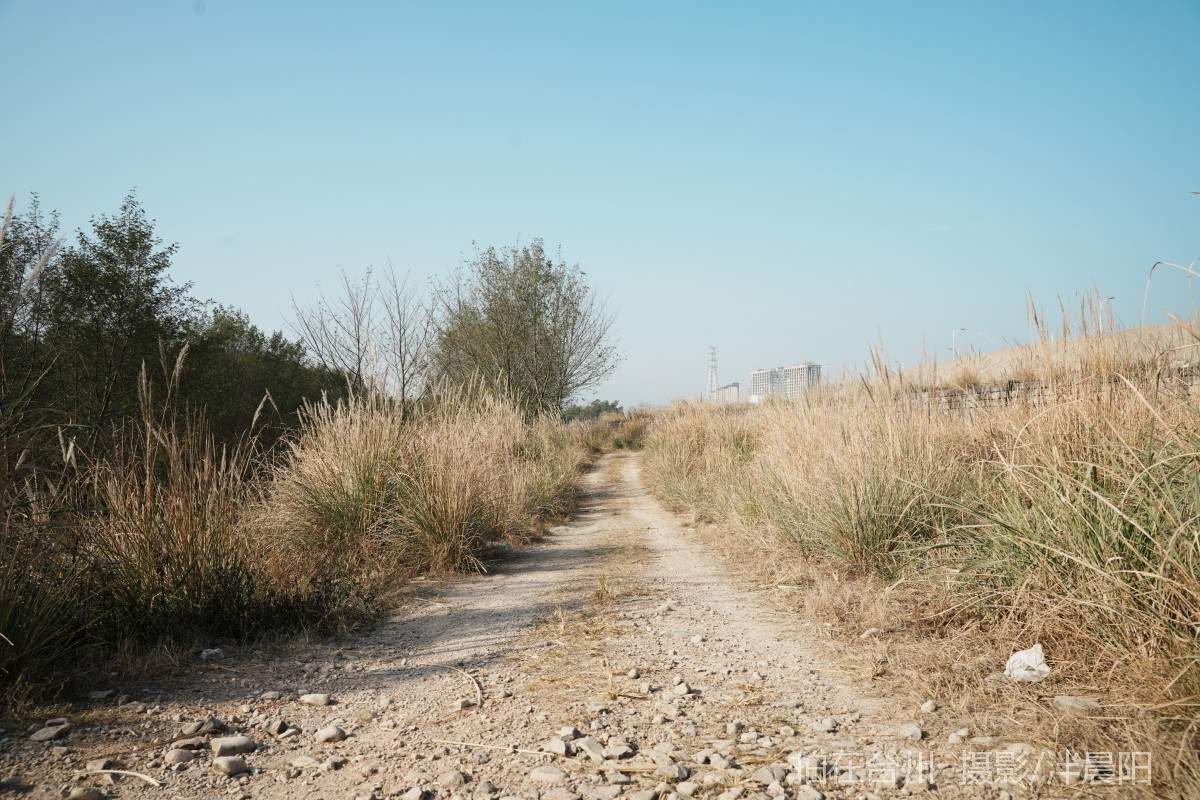 仙居石牛村 孤独的树(图22)