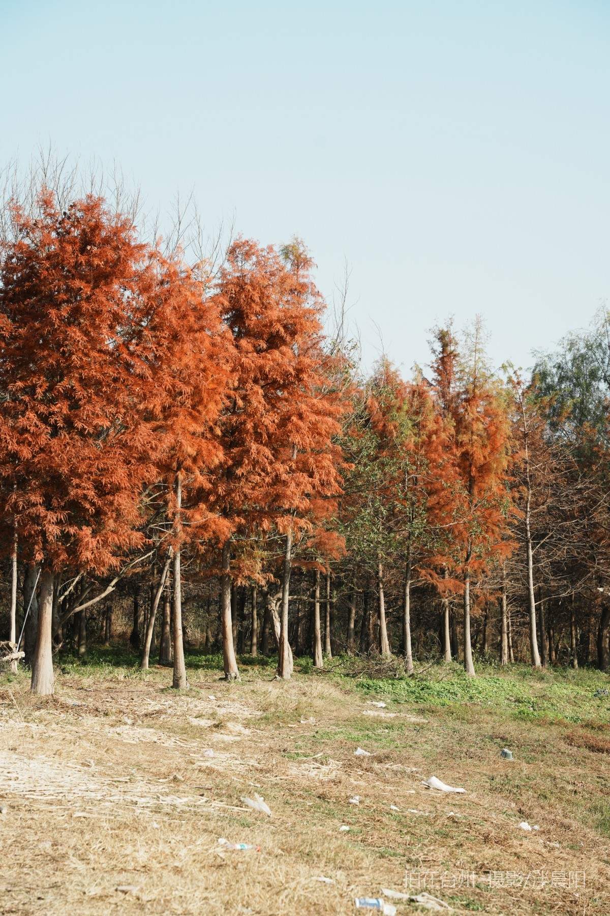 仙居石牛村 孤独的树(图18)