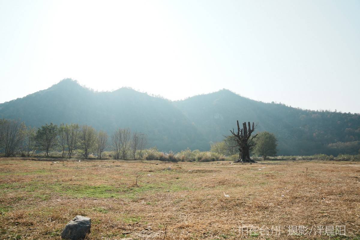 仙居石牛村 孤独的树(图17)