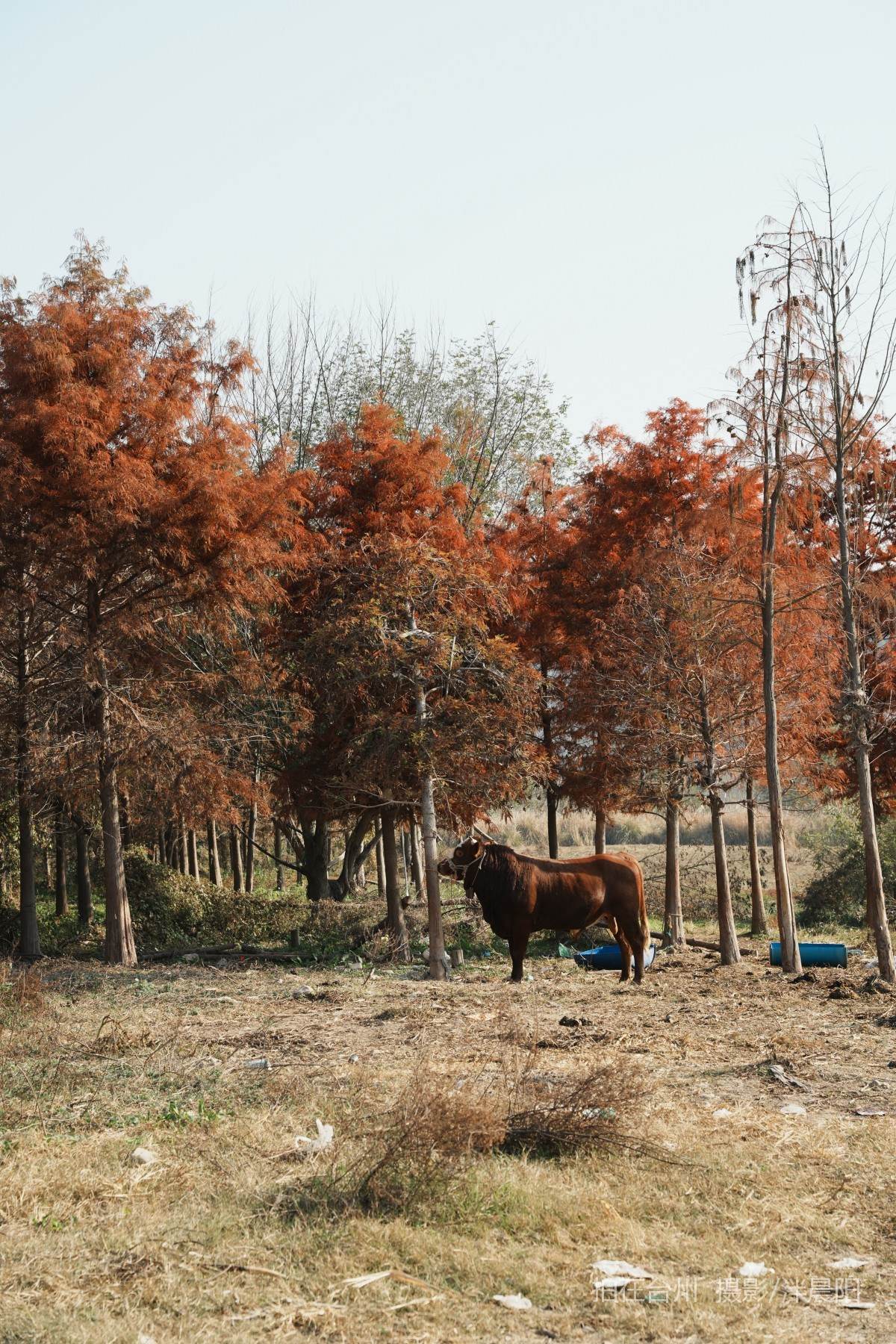 仙居石牛村 孤独的树(图20)