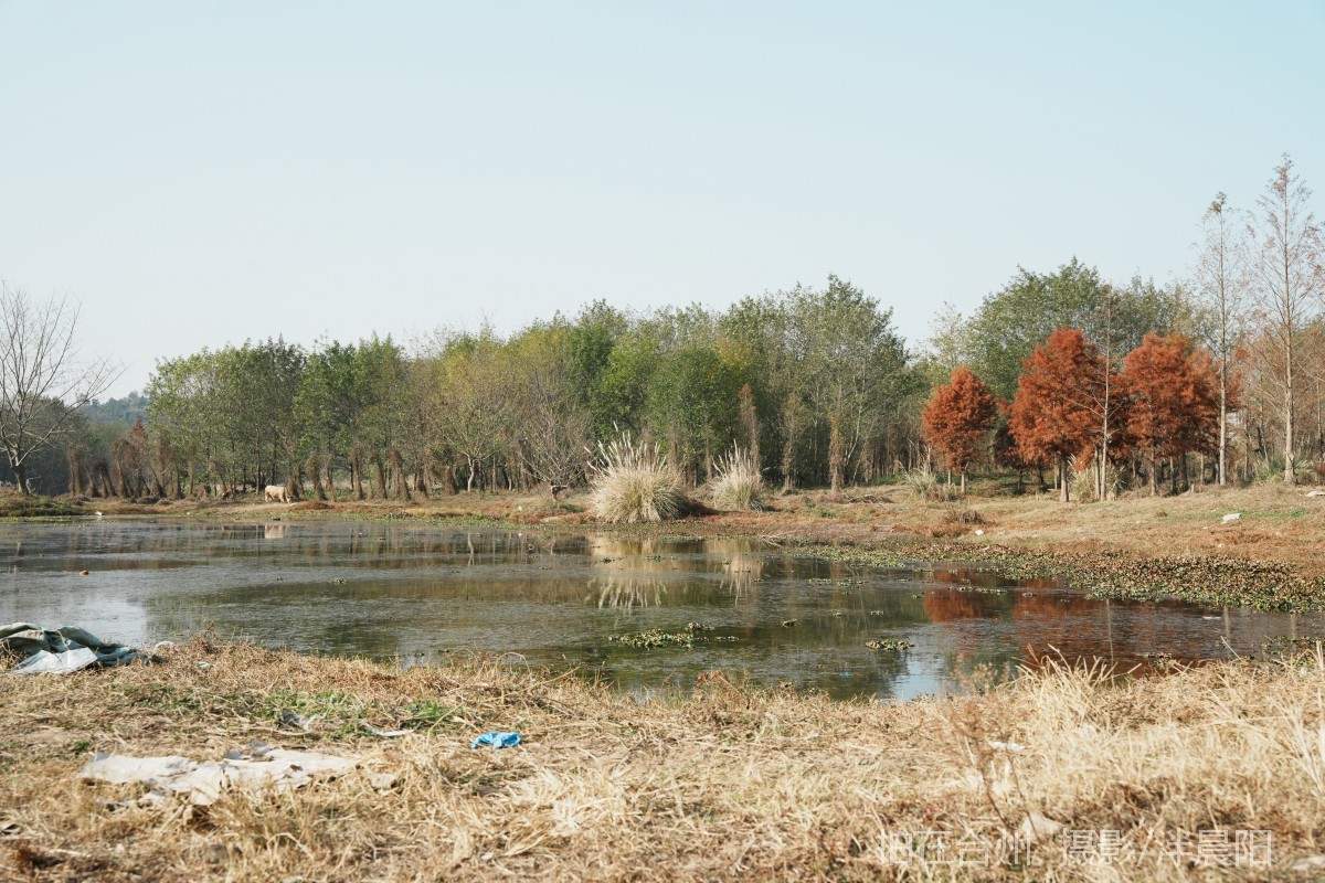 仙居石牛村 孤独的树(图19)