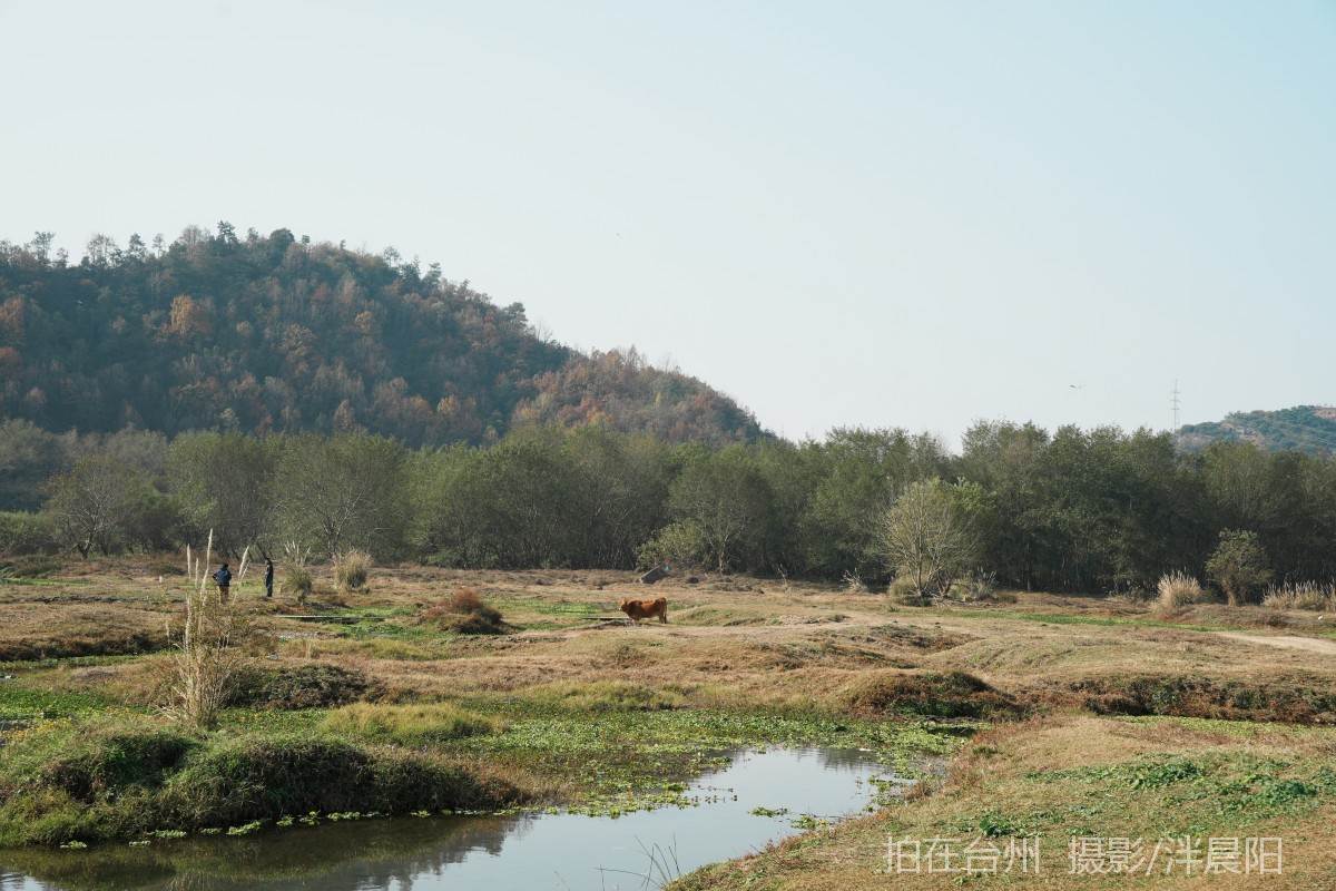 仙居石牛村 孤独的树(图13)