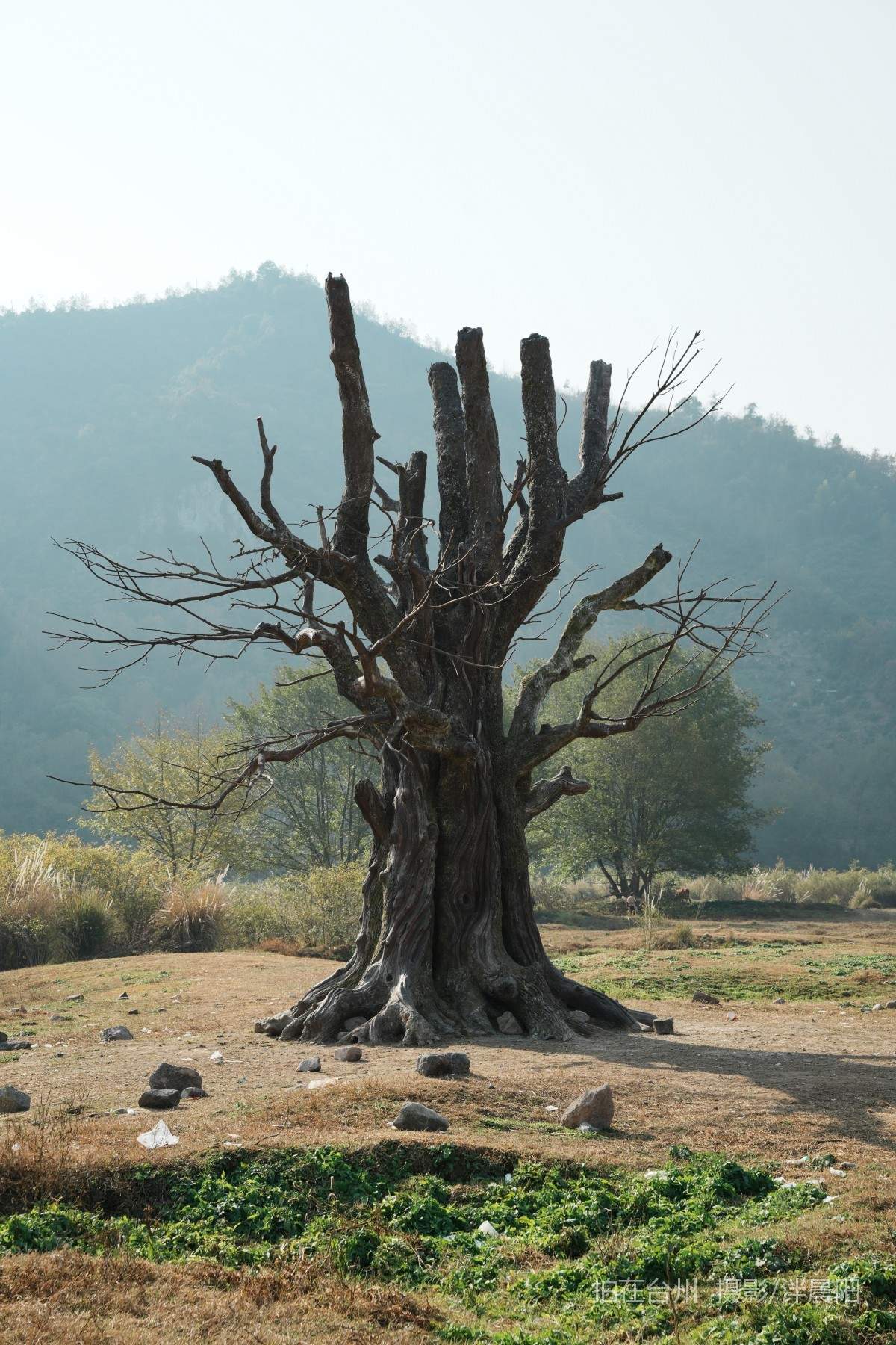 仙居石牛村 孤独的树