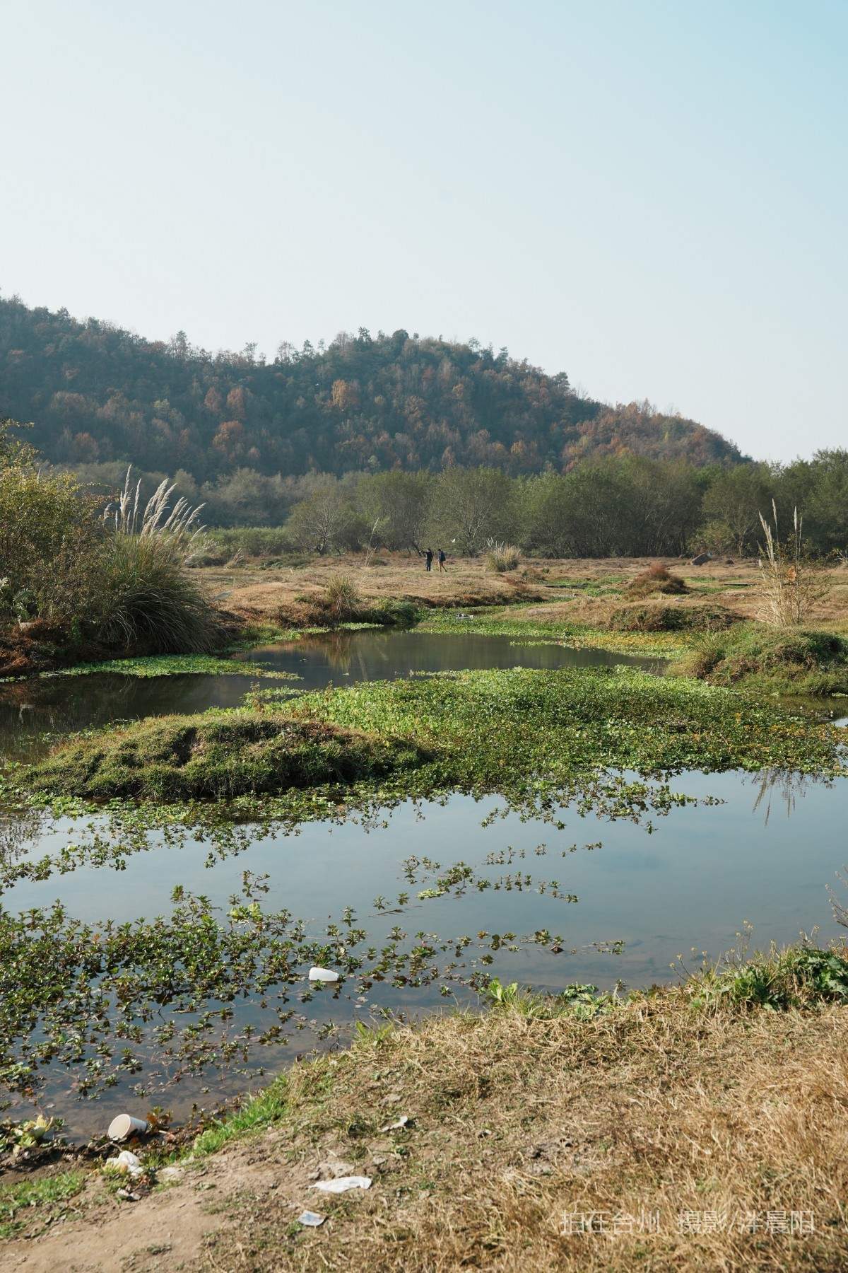 仙居石牛村 孤独的树(图14)